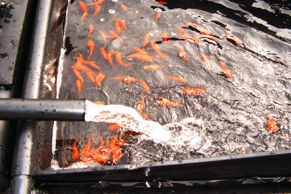 Schwimmendes Kreislaufsystem zur separaten Aufzucht von Goldfisch und Koi in Teichanlagen. Die Bandbreite der Fischzucht wird erhöht.